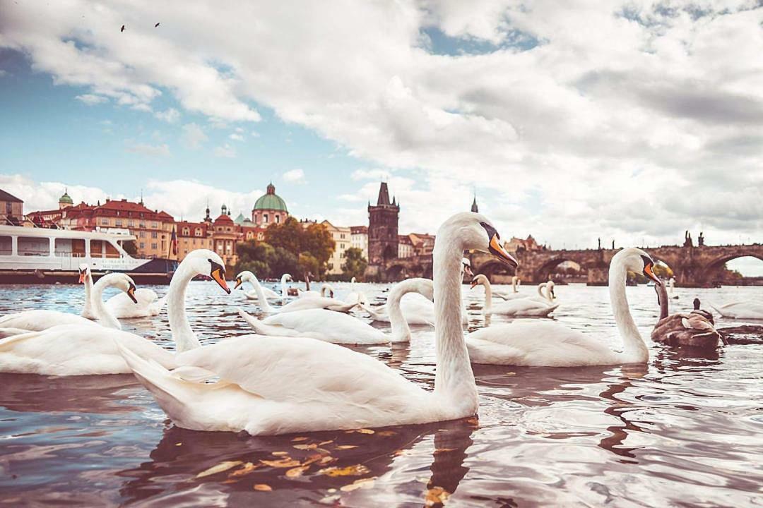 Quiet Apartment With Balcony Charles Bridge プラハ エクステリア 写真